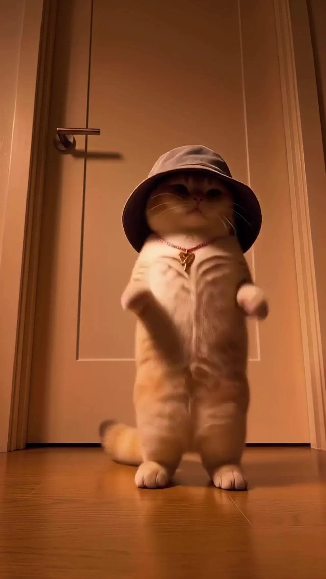 A Cat in a Bucket Hat Dances